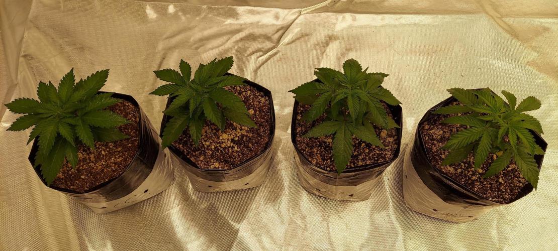 The Garden 2022 - Blueberry Muffin. Week 3