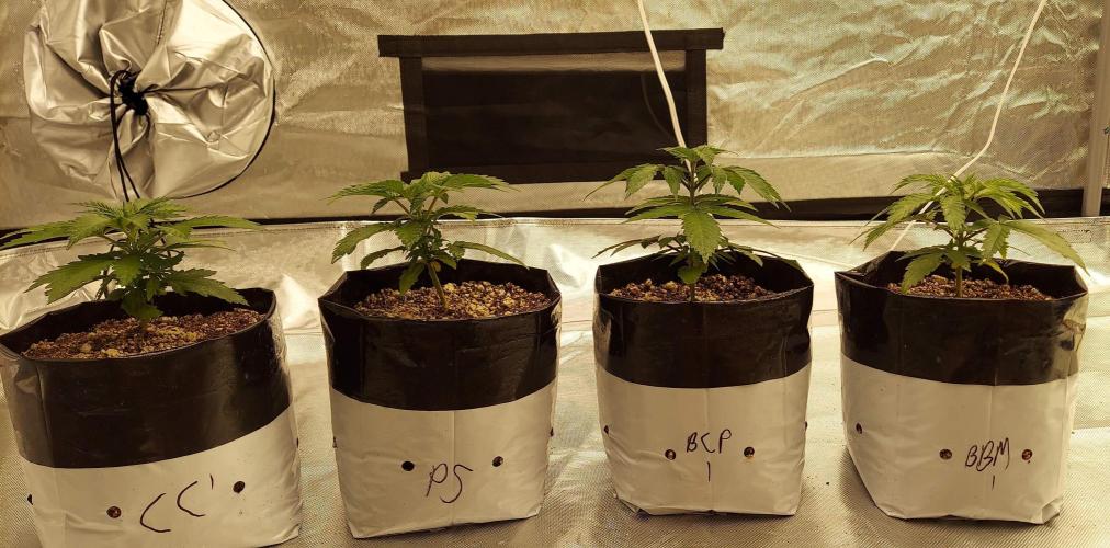 The Garden 2022 - Blueberry Muffin. Week 3