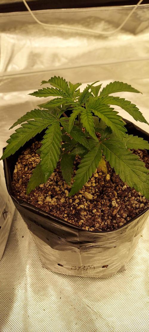 The Garden 2022 - Blueberry Muffin. Week 3