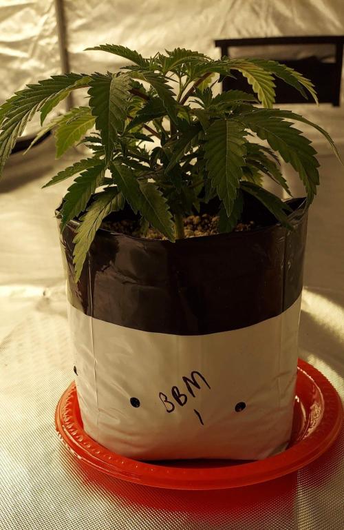 The Garden 2022 - Blueberry Muffin. Week 4