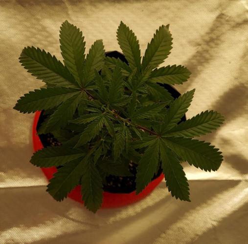 The Garden 2022 - Blueberry Muffin. Week 4