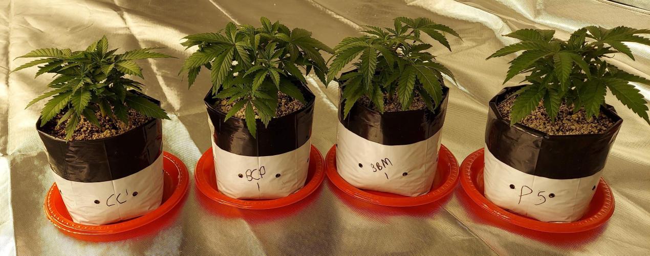 The Garden 2022 - Blueberry Muffin. Week 4