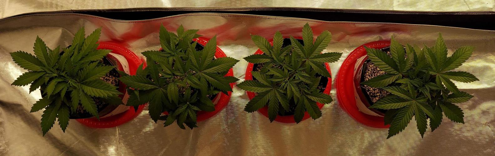 The Garden 2022 - Blueberry Muffin. Week 4
