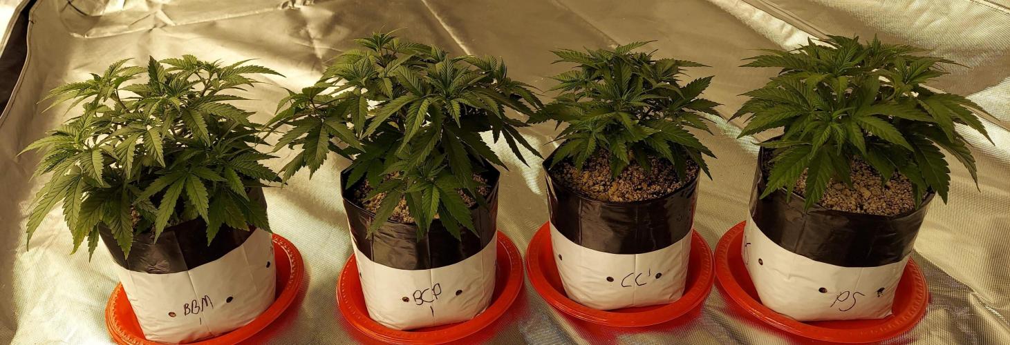 The Garden 2022 - Blueberry Muffin. Week 5