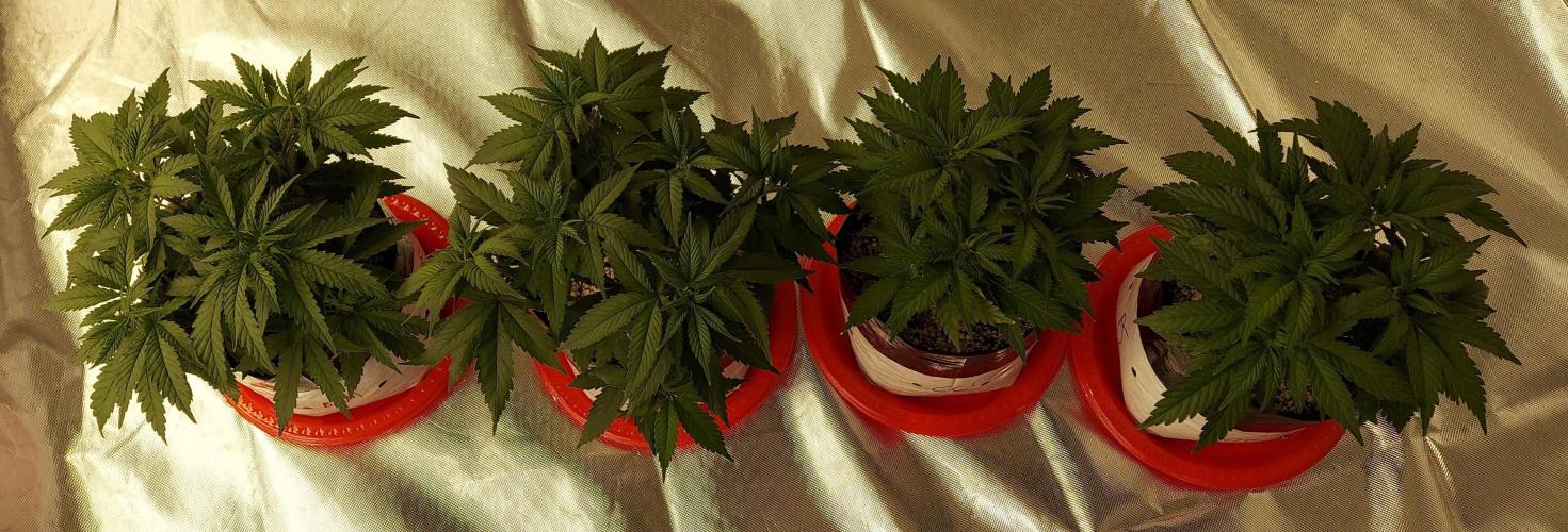 The Garden 2022 - Blueberry Muffin. Week 5