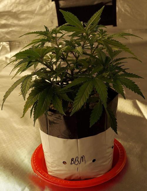 The Garden 2022 - Blueberry Muffin. Week 5