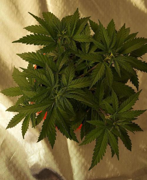 The Garden 2022 - Blueberry Muffin. Week 5