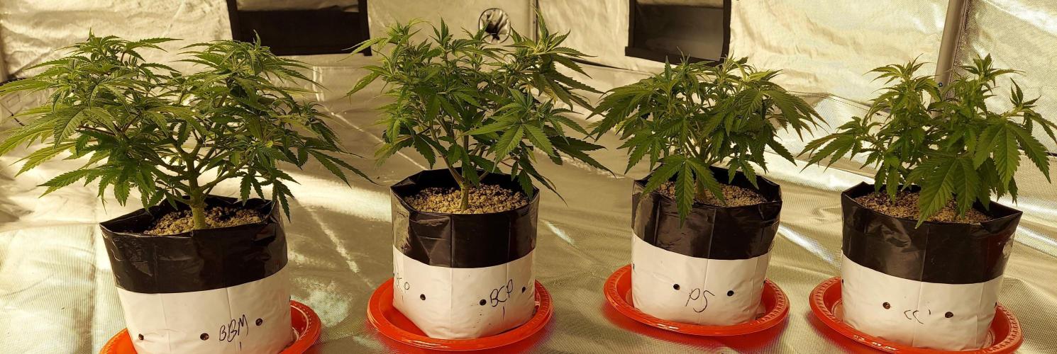 The Garden 2022 - Blueberry Muffin. Week 6