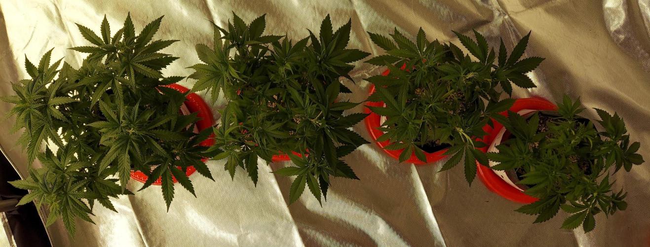The Garden 2022 - Blueberry Muffin. Week 6