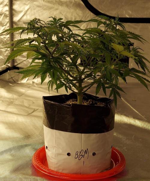 The Garden 2022 - Blueberry Muffin. Week 6