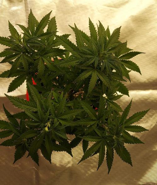 The Garden 2022 - Blueberry Muffin. Week 6