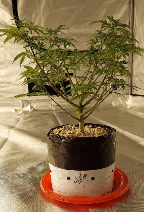 The Garden 2022 - Blueberry Muffin. Week 7