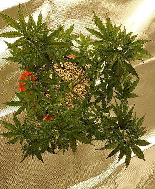 The Garden 2022 - Blueberry Muffin. Week 7
