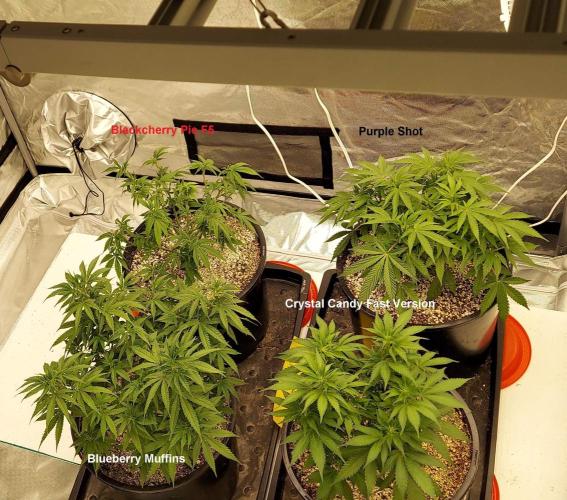 The Garden 2022 - Blueberry Muffin. Week 8