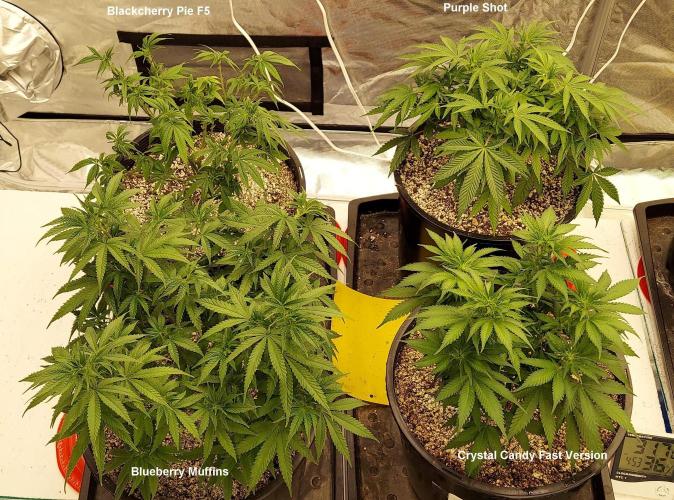 The Garden 2022 - Blueberry Muffin. Week 8