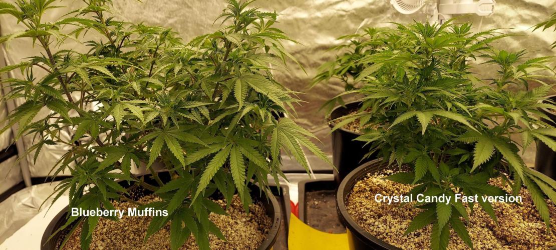 The Garden 2022 - Blueberry Muffin. Week 8