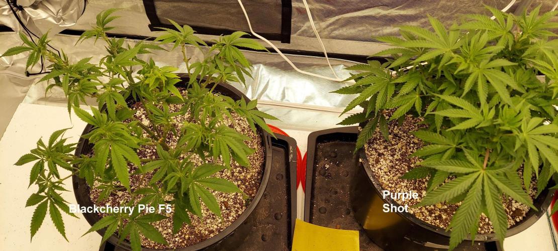 The Garden 2022 - Blueberry Muffin. Week 8