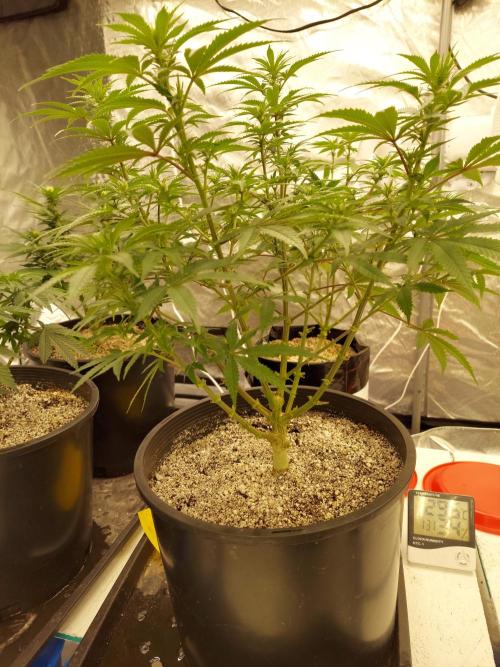 The Garden 2022 - Blueberry Muffin. Week 9