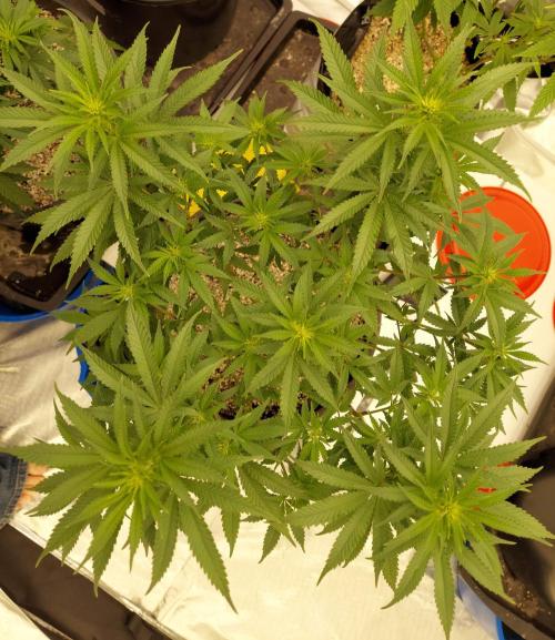 The Garden 2022 - Blueberry Muffin. Week 9