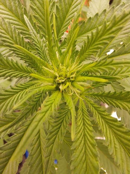 The Garden 2022 - Blueberry Muffin. Week 9