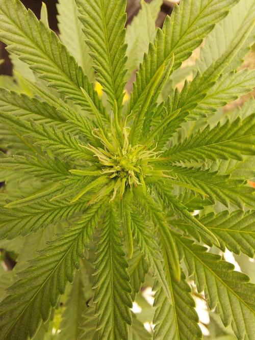The Garden 2022 - Blueberry Muffin. Week 9