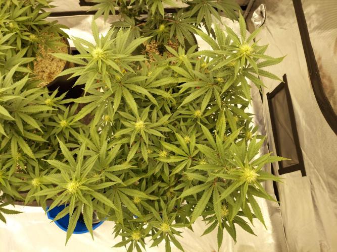 The Garden 2022 - Blueberry Muffin. Week 10