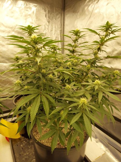 The Garden 2022 - Blueberry Muffin. Week 10