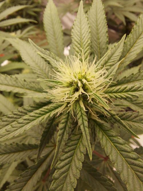 The Garden 2022 - Blueberry Muffin. Week 10
