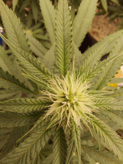 The Garden 2022 - Blueberry Muffin. Week 10