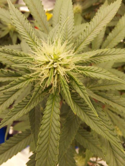 The Garden 2022 - Blueberry Muffin. Week 10