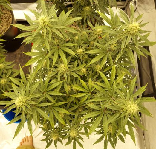 The Garden 2022 - Blueberry Muffin. Week 11
