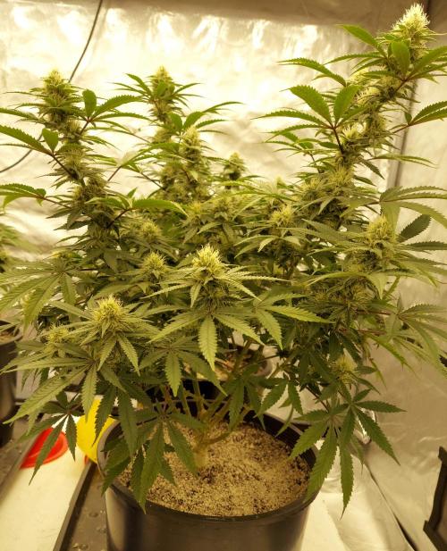The Garden 2022 - Blueberry Muffin. Week 11