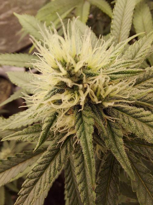The Garden 2022 - Blueberry Muffin. Week 11
