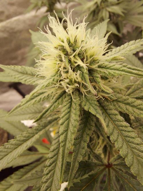 The Garden 2022 - Blueberry Muffin. Week 11