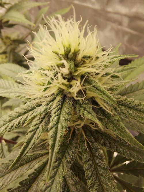 The Garden 2022 - Blueberry Muffin. Week 11