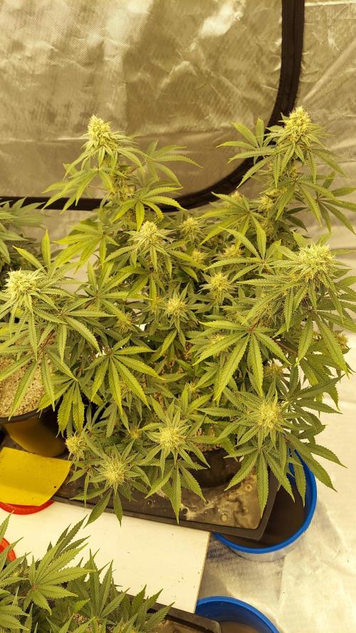 The Garden 2022 - Blueberry Muffin. Week 12