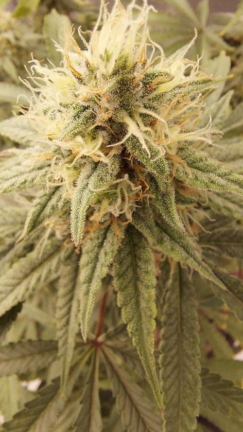 The Garden 2022 - Blueberry Muffin. Week 12