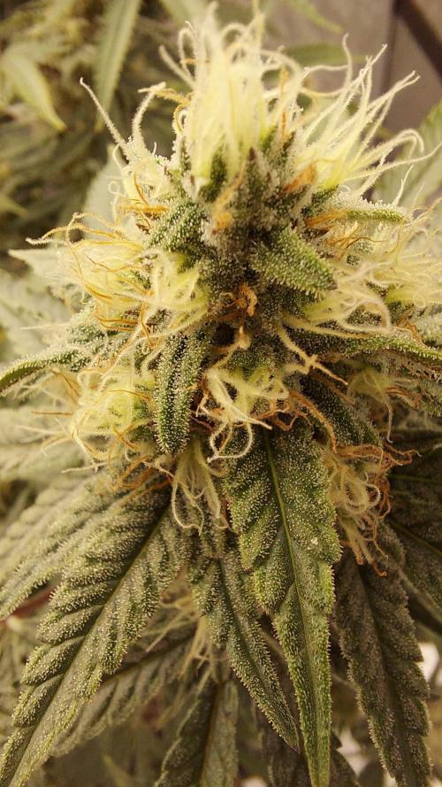 The Garden 2022 - Blueberry Muffin. Week 12