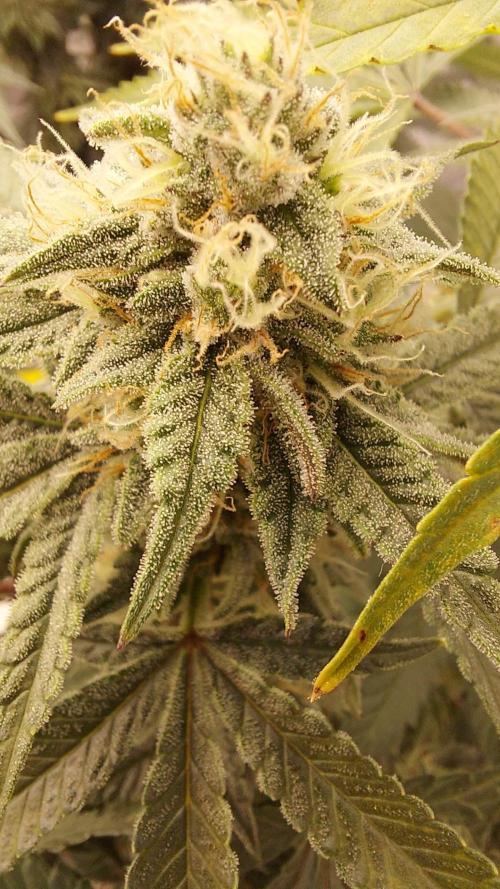 The Garden 2022 - Blueberry Muffin. Week 12