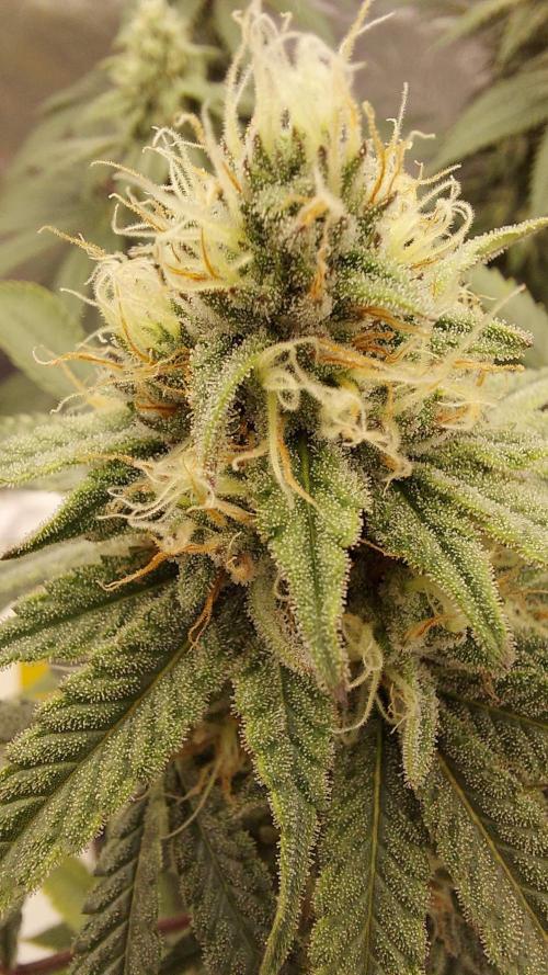 The Garden 2022 - Blueberry Muffin. Week 12