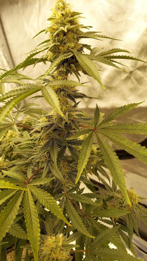 The Garden 2022 - Blueberry Muffin. Week 12