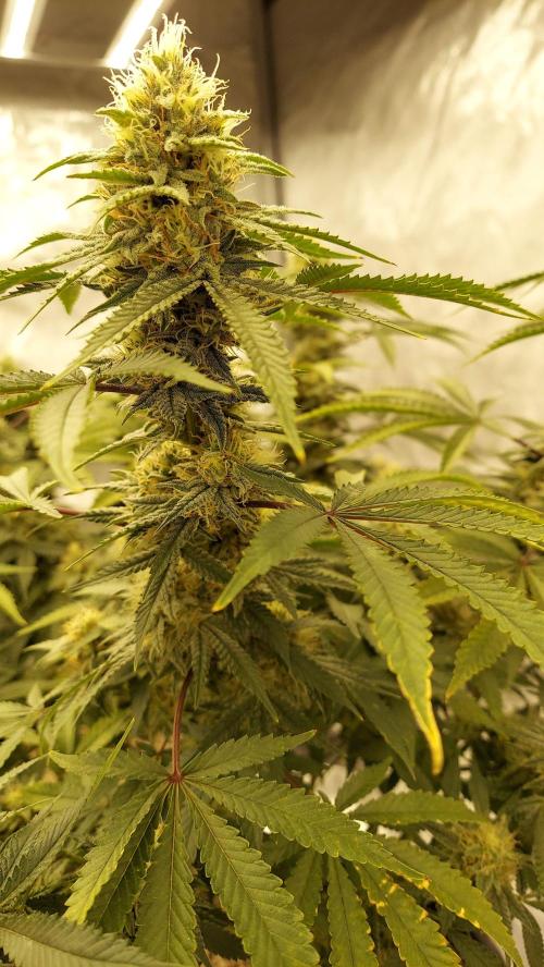 The Garden 2022 - Blueberry Muffin. Week 12