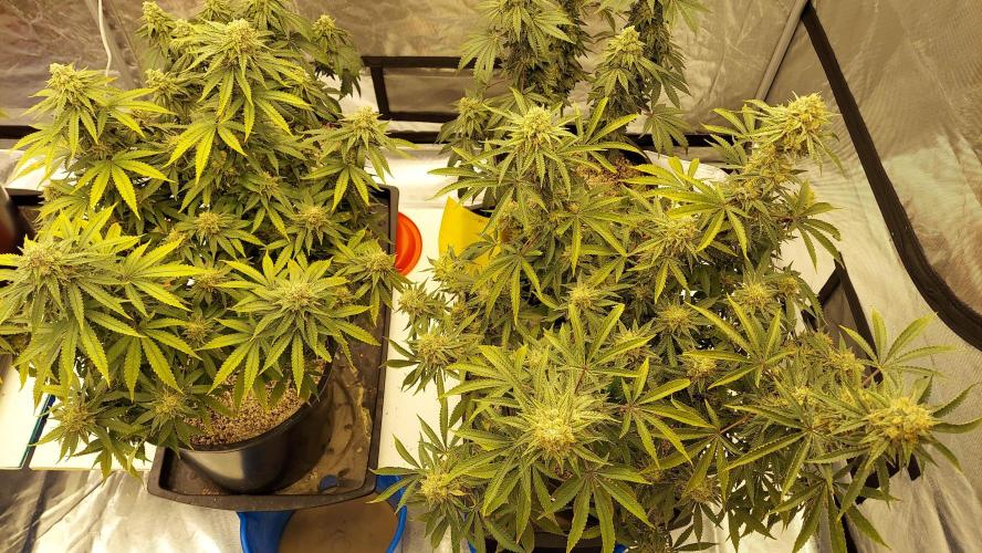 The Garden 2022 - Blueberry Muffin. Week 13