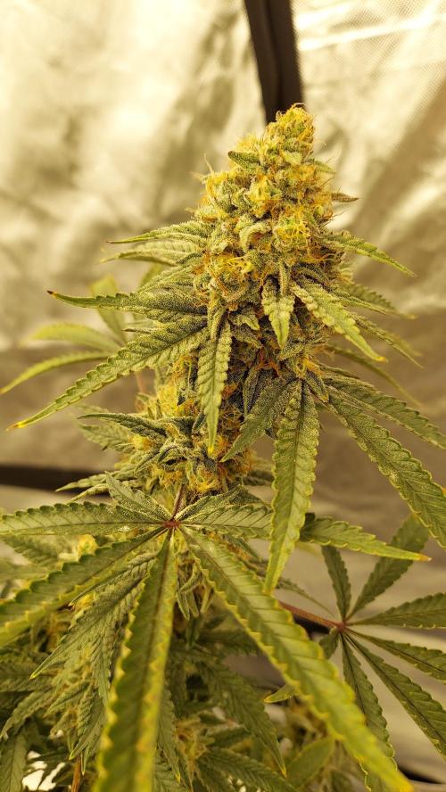 The Garden 2022 - Blueberry Muffin. Week 13