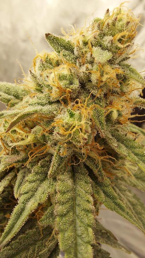 The Garden 2022 - Blueberry Muffin. Week 13