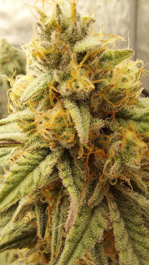 The Garden 2022 - Blueberry Muffin. Week 13