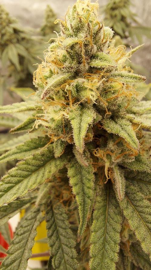 The Garden 2022 - Blueberry Muffin. Week 13