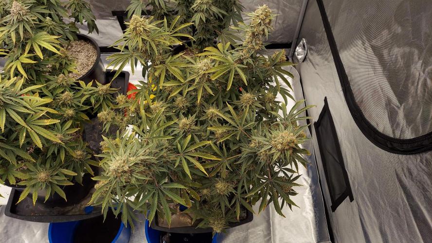 The Garden 2022 - Blueberry Muffin. Week 14