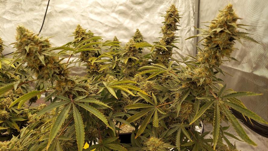 The Garden 2022 - Blueberry Muffin. Week 14