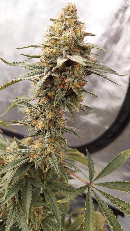The Garden 2022 - Blueberry Muffin. Week 14